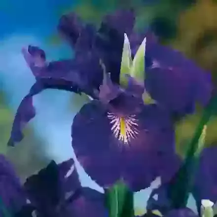 King of the Blues